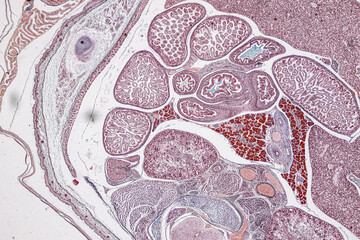Anatomy and Histological Uterine tube, Uterus, Vagina, Ovary and Testis Rabbit cells under...