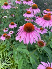 pink coneflowers