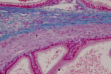 Anatomy and Histological Uterine tube, Uterus, Vagina, Ovary and Testis Rabbit cells under...