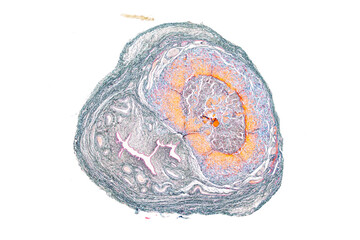 Anatomy and Histological Uterine tube, Uterus, Vagina, Ovary and Testis Rabbit cells under microscope.