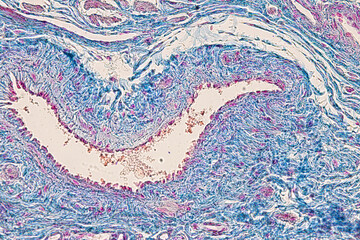 Anatomy and Histological Uterine tube, Uterus, Vagina, Ovary and Testis Rabbit cells under...