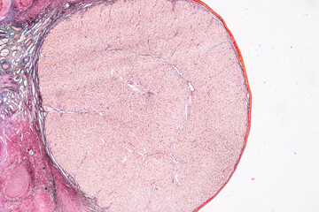 Anatomy and Histological Uterine tube, Uterus, Vagina, Ovary and Testis Rabbit cells under...