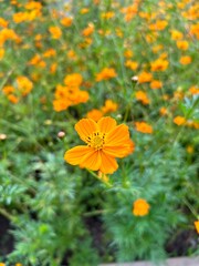 orange cosmos flowers in a garden