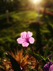 beautiful flowers at the park