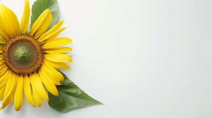 Obraz premium High-resolution sunflower head with seeds, vibrant yellow and green, isolated on a neutral background with ample room for copy text or graphic elements