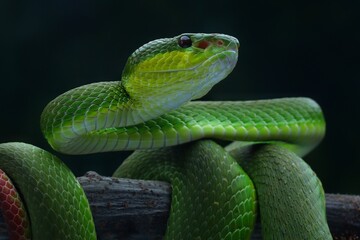 Potrait Trimeresurus erythrurus, commonly known as the red-tailed bamboo pit viper on a tree