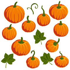 vector drawing orange pumpkins and green leaves isolated at white background, hand drawn illustration