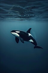 Naklejka premium An Orca Swimming Underwater in the Ocean
