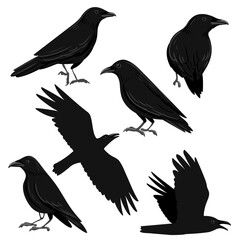vector drawing black ravens, crows, dark birds isolated at white background, hand drawn illustration