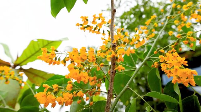 close up of padauk flowers or pterocarpus indicus flowers, The National Flower of Myanmar. For Myanmar water festival (Thingyan).