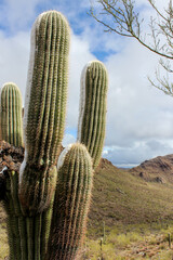 cactus in the desert with snow