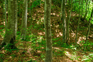 木漏れ日のブナ