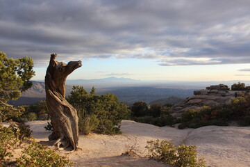 Fototapeta premium Lonely tree on a mountain 