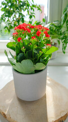 Kalanchoe potted plant with vibrant red flowers sits on a wooden coaster in a bright room. The plant is bathed in soft, natural light, casting shadows on the coaster. Vertical photo