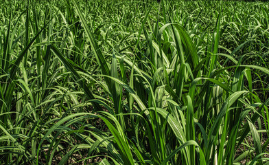 sugar cane fields, agricultural land grwth sweet food sugarcane countryside nature