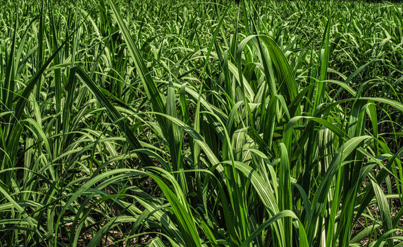 sugar cane fields, agricultural land grwth sweet food sugarcane countryside nature