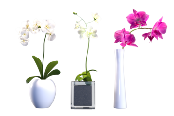 Orchids in various colors of flowers in white, round, square and tall vases.