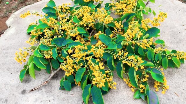 Padauk flowers or pterocarpus indicus flowers, flowers are placed on the concrete floor, The National Flower of Myanmar, For Myanmar water festival (Thingyan).