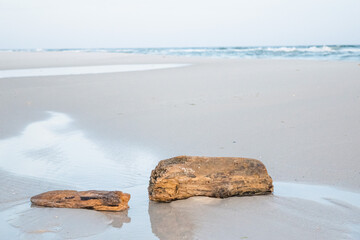 driftwood in the sea