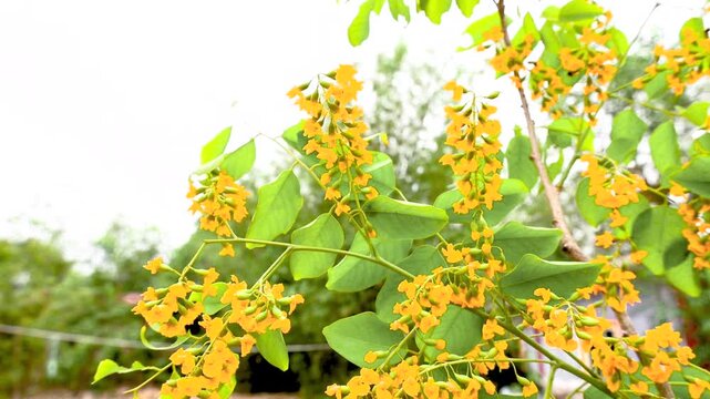 beautiful yellow flowers of padauk flowers, pterocarpus indicus flowers. 