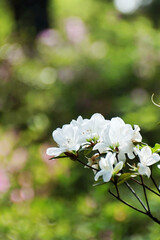 beautiful flowers at the park
