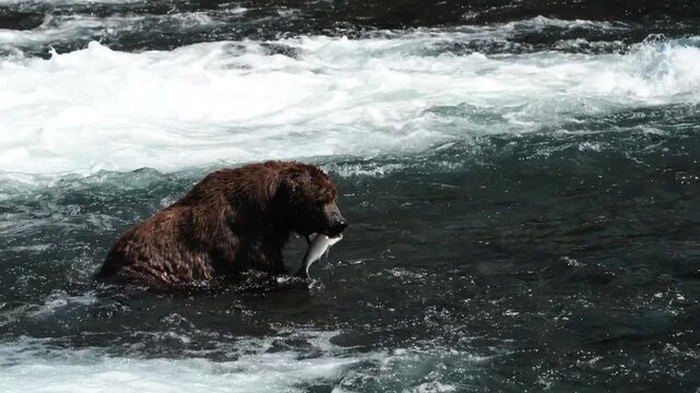 Brown bears congregate at Brooks Falls in Katmai National Park, skillfully catching leaping salmon. The rushing waterfall backdrop showcases nature's raw power.