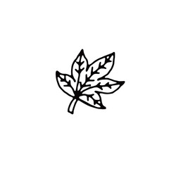 maple leaf_2