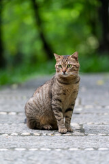 Outdoors, cat sitting on the ground