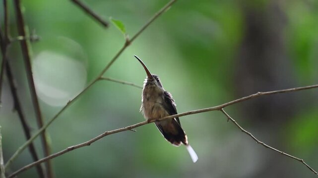 long billed hermit moving around and flies away.