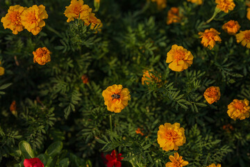 flowers in the garden