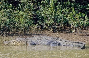 Saltwater crocodile