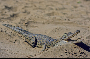 Saltwater crocodile