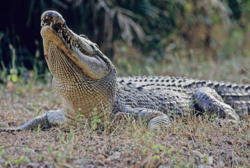 Saltwater crocodile