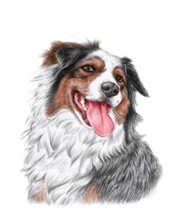 Blue Merle Australian Shepherd