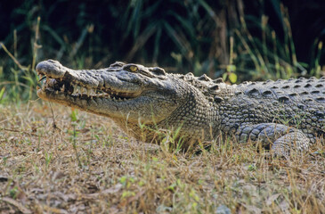 Saltwater crocodile