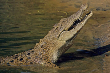 Saltwater crocodile
