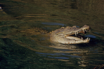 Saltwater crocodile