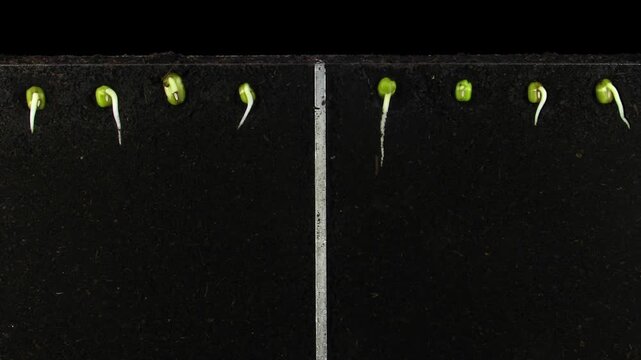 Effect of liquid seaweed biostimulant to mung beans grow