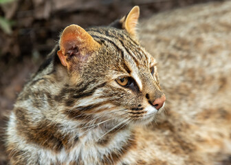 The Amur leopard cat (Prionailurus bengalensis euptilura) living in russian forest, Far East.