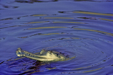 Fototapeta premium Gharial