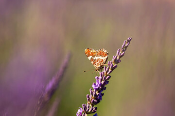 Motyl na kwiatach lawendy.