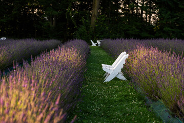 Kwitnąca lawenda na polu, Polska.  © Elżbieta Kaps