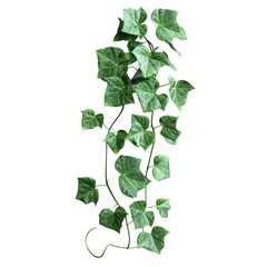 Naklejka premium Morning glory leaves of wild nature climbing on tangled jungle vine on a transparent background with included clipping path.