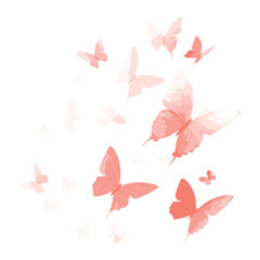 Obraz premium Pink watercolor butterflies on white background.