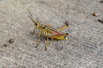 Grasshopper Readying a Jump © Johnny