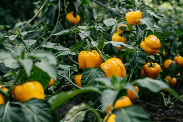 Yellow juicy sweet peppers on field on a sunny day. The concept of growing vegetables, agribusiness development.
