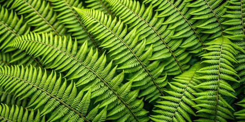 Naklejka premium Green Fern Leaf Texture Background