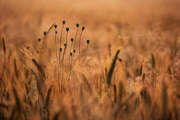 Kłosy zboża w rosie o świcie, tapeta  © Elżbieta Kaps