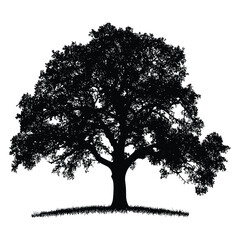 Black silhouette of a large tree with grass at the base. 