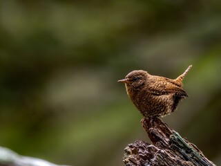 森の中で枯れ木に留まって周りを見渡しているミソサザイ